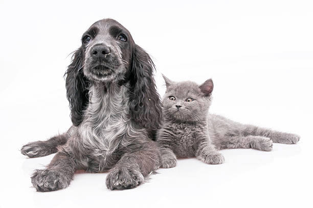 Dog and cross-eyed cat are sitting on white