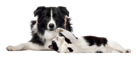 Border Collie, Mixed breed cat
