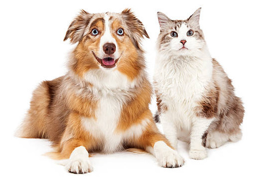 A cute cat and happy Australian Shepherd dog, sitting together