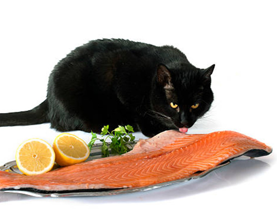 black cat with salmon