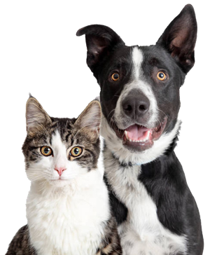 cat & dog