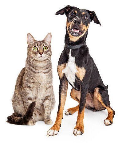 Happy large dog and tabby cat sitting together