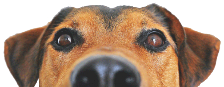 dog face over banner