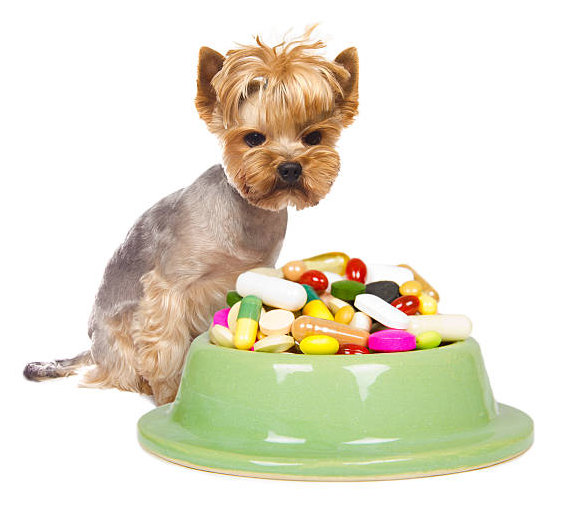 dog with bowl of pills