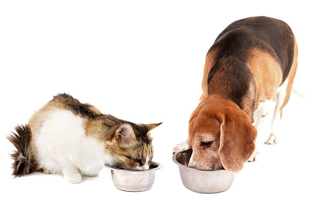 Cat and dog eat together.