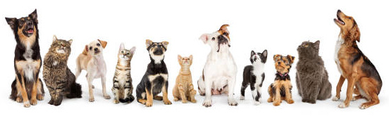 Row of cats and dogs sitting looking up