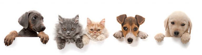 Dogs and cats above white banner.