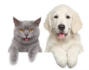 Cat and dog above banner, isolated on white background Cat and dog above banner